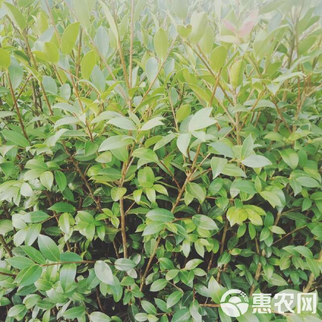 油茶苗 良优油茶嫁接苗