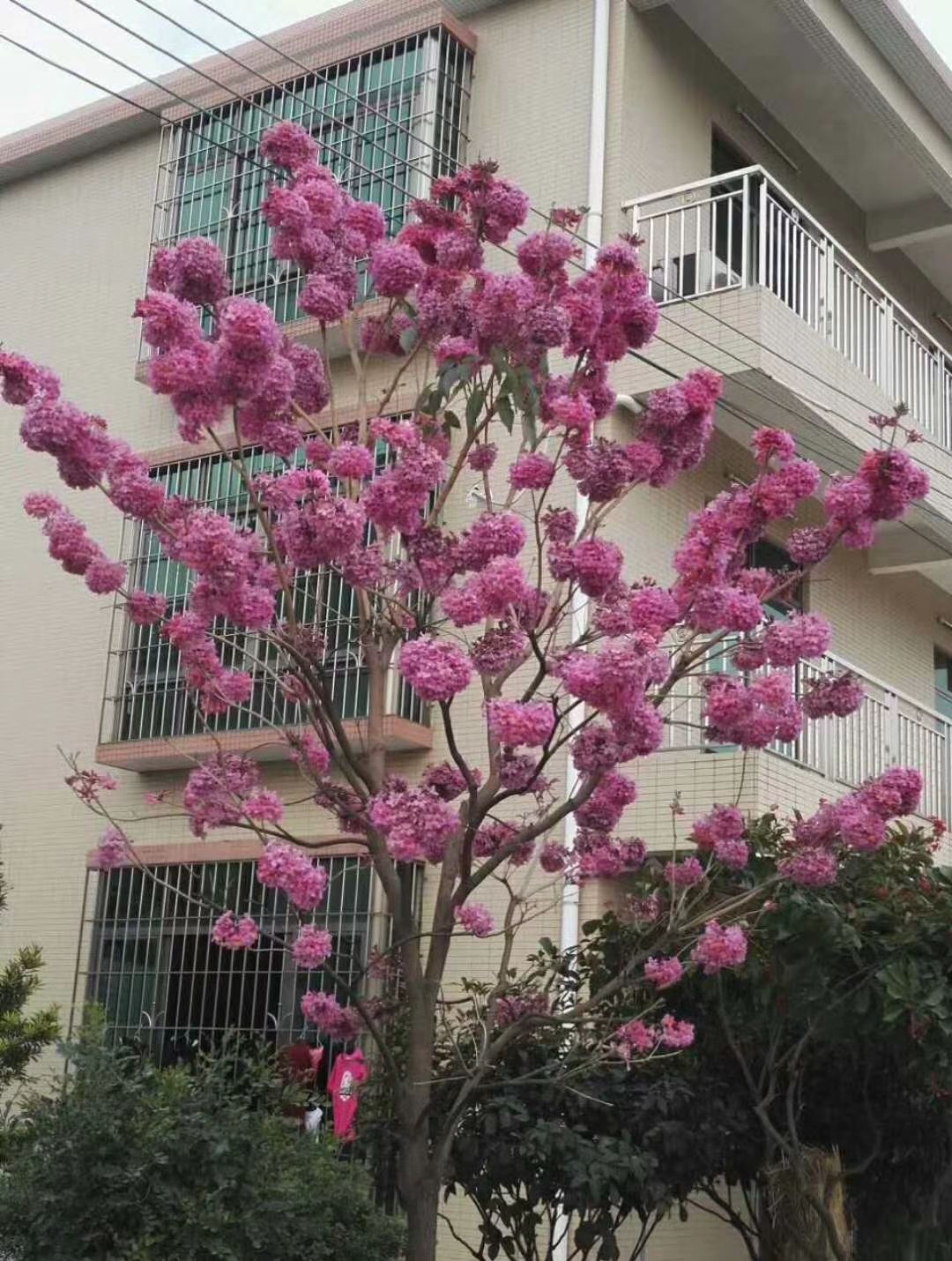 绣球紫花风铃木 落叶开花 春季开花