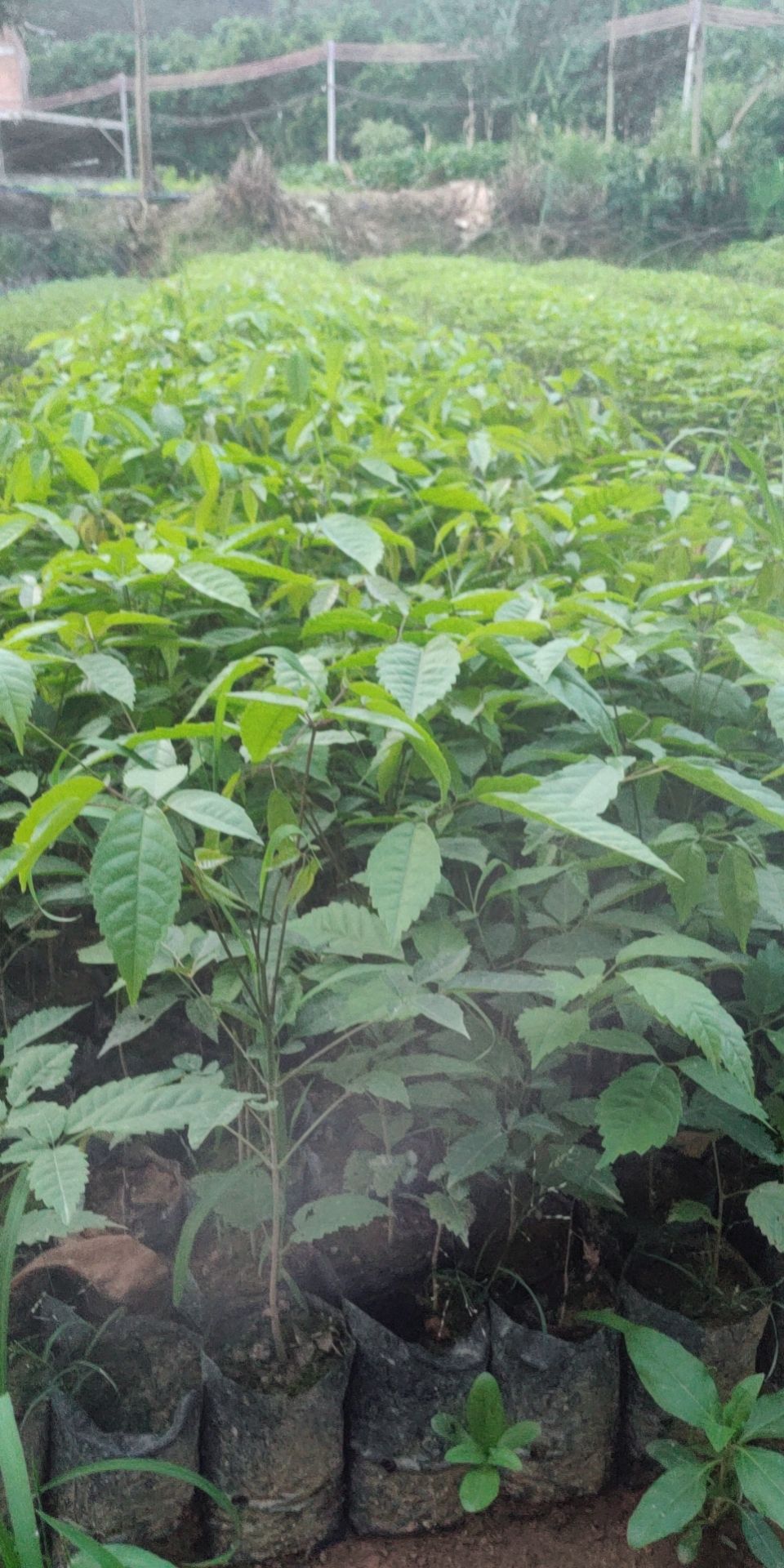 绣球紫花风铃木 落叶开花 春季开花