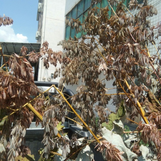 衡东县博落回 博落果荚