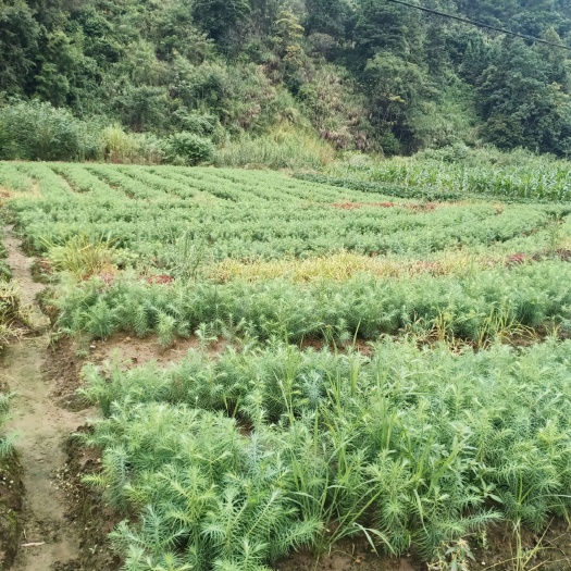 贺州杉木树苗  优质柳杉