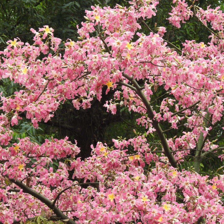 正宗大腹木棉 基地直销 落叶开花 24小时发货