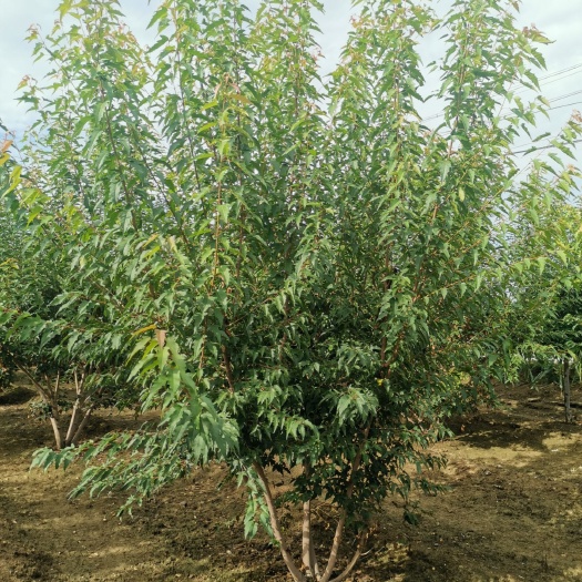 泰安供应丛生茶条槭