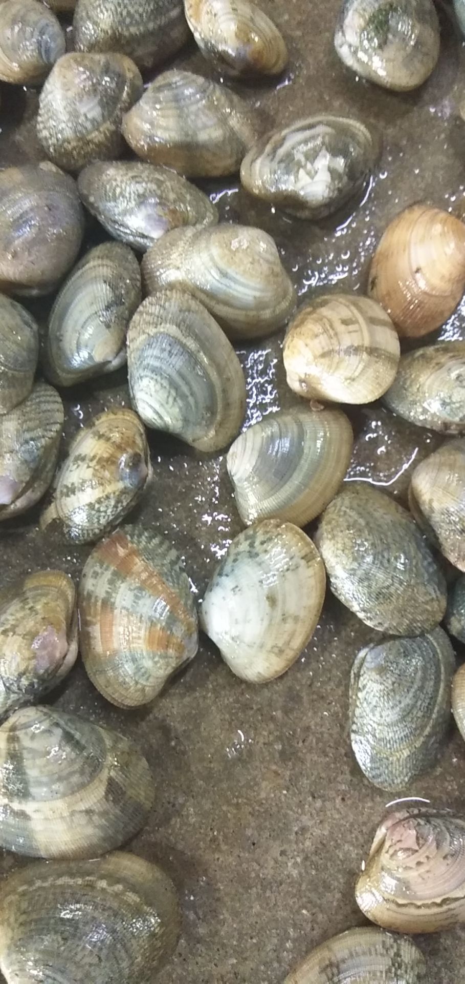 油蛤  花甲，油甲，北海货源稳定，有量