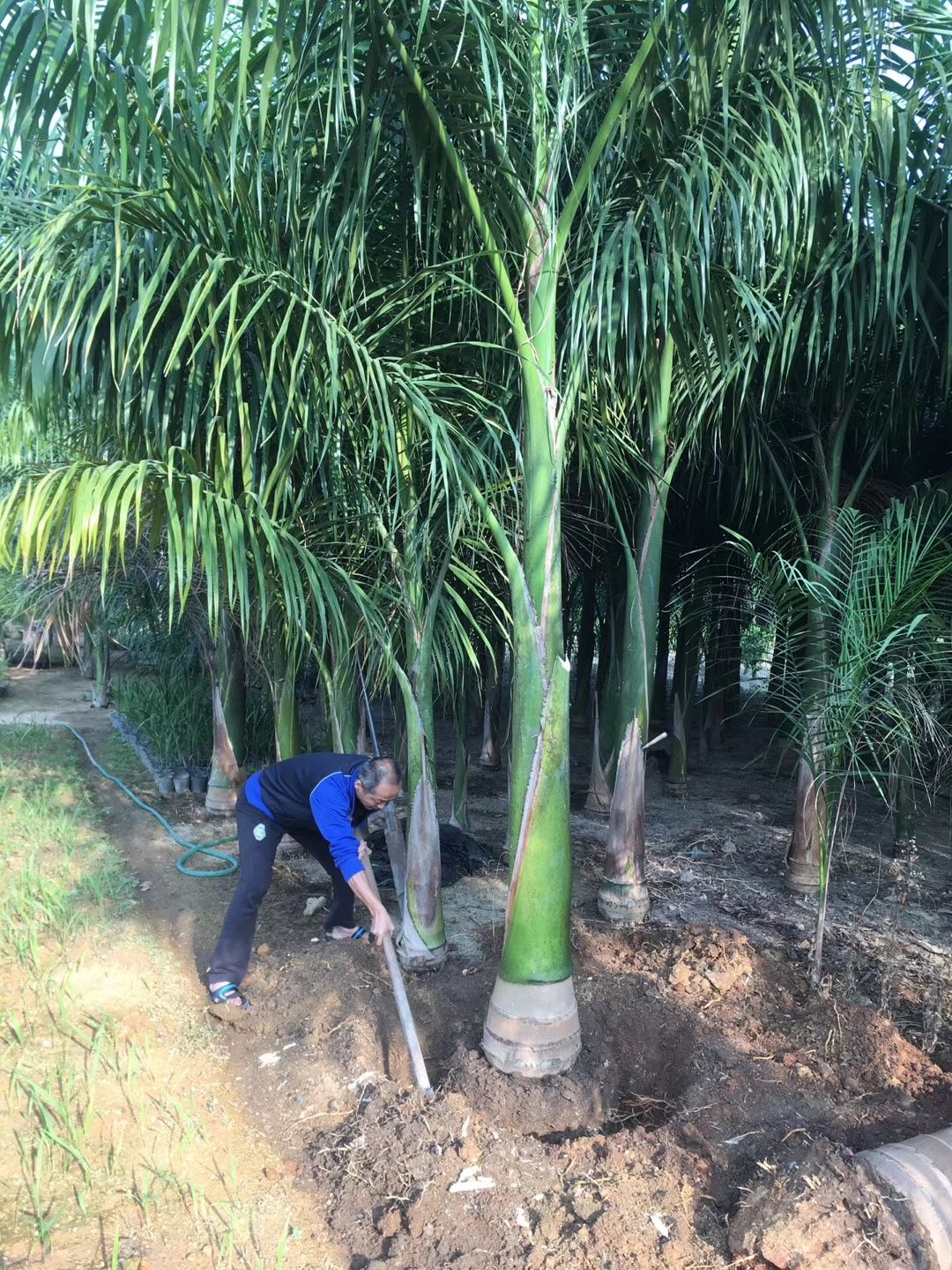 大王椰e0級生態(tài)板價格_光明大王椰和大王椰_大王椰木地板價格