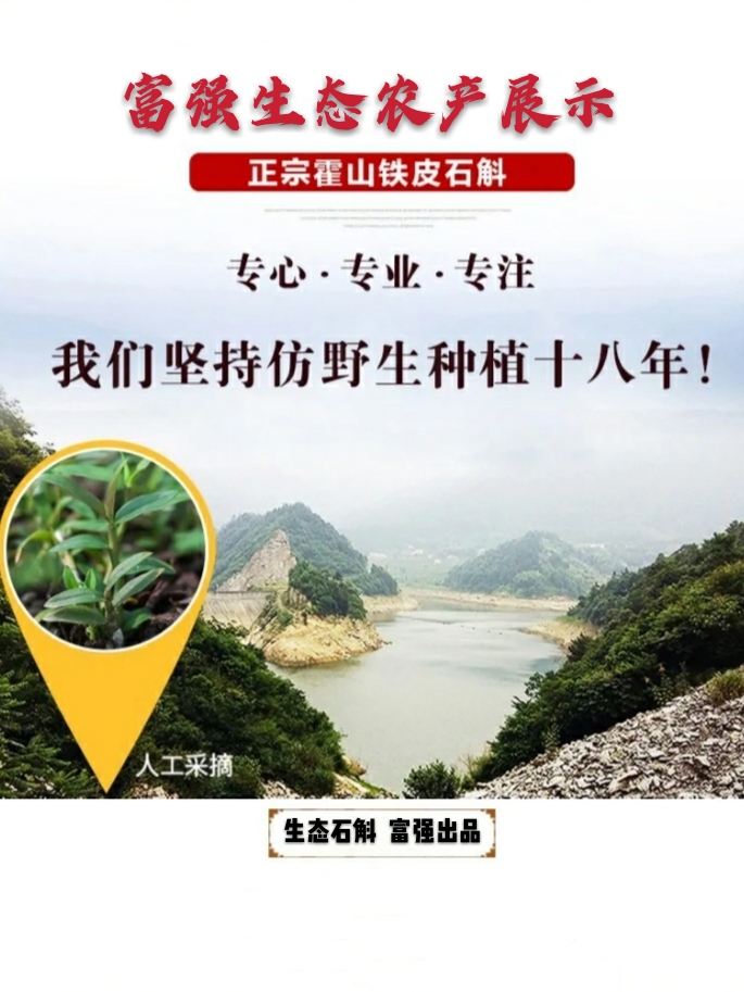 龙门石斛  霍山铁皮石斛枫斗品质好胶质浓入口微甜，基地直