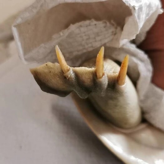 杭州甲鱼 甲鱼