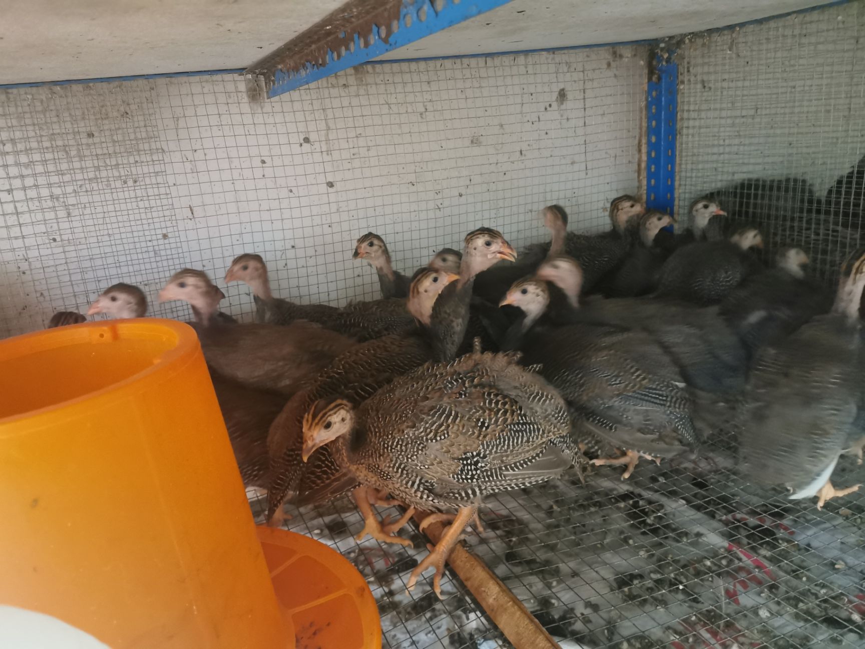 珍珠鸡苗脱温珍珠鸡苗走地山鸡成活率高做了三次疫苗