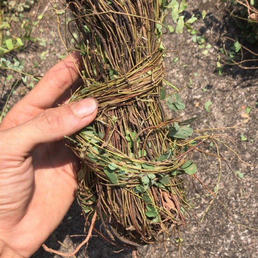 宁明县干货，鸡骨草