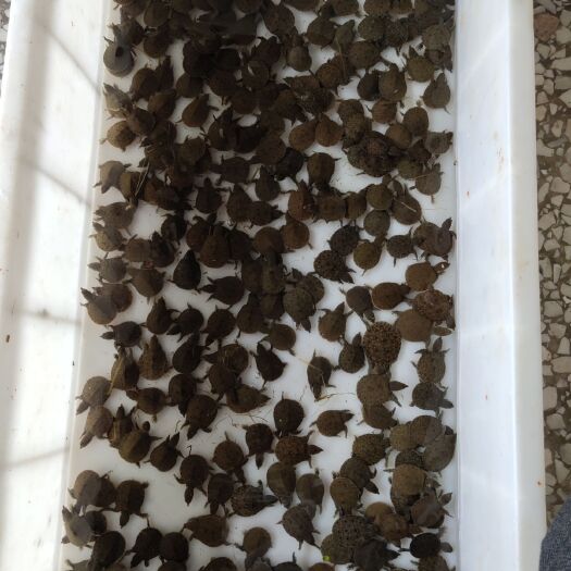 监利市中华鳖苗 1个月以下