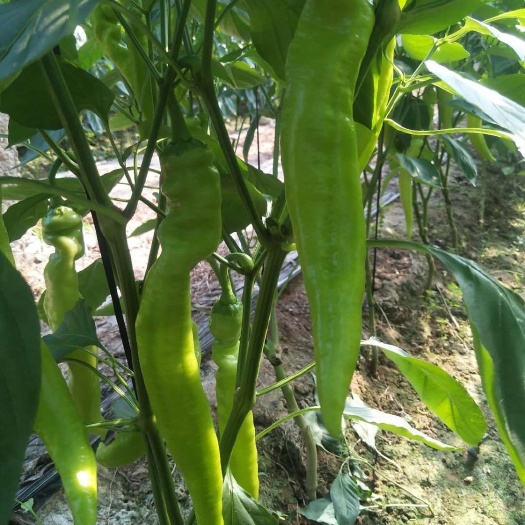 大名县黄皮辣椒 黄皮椒