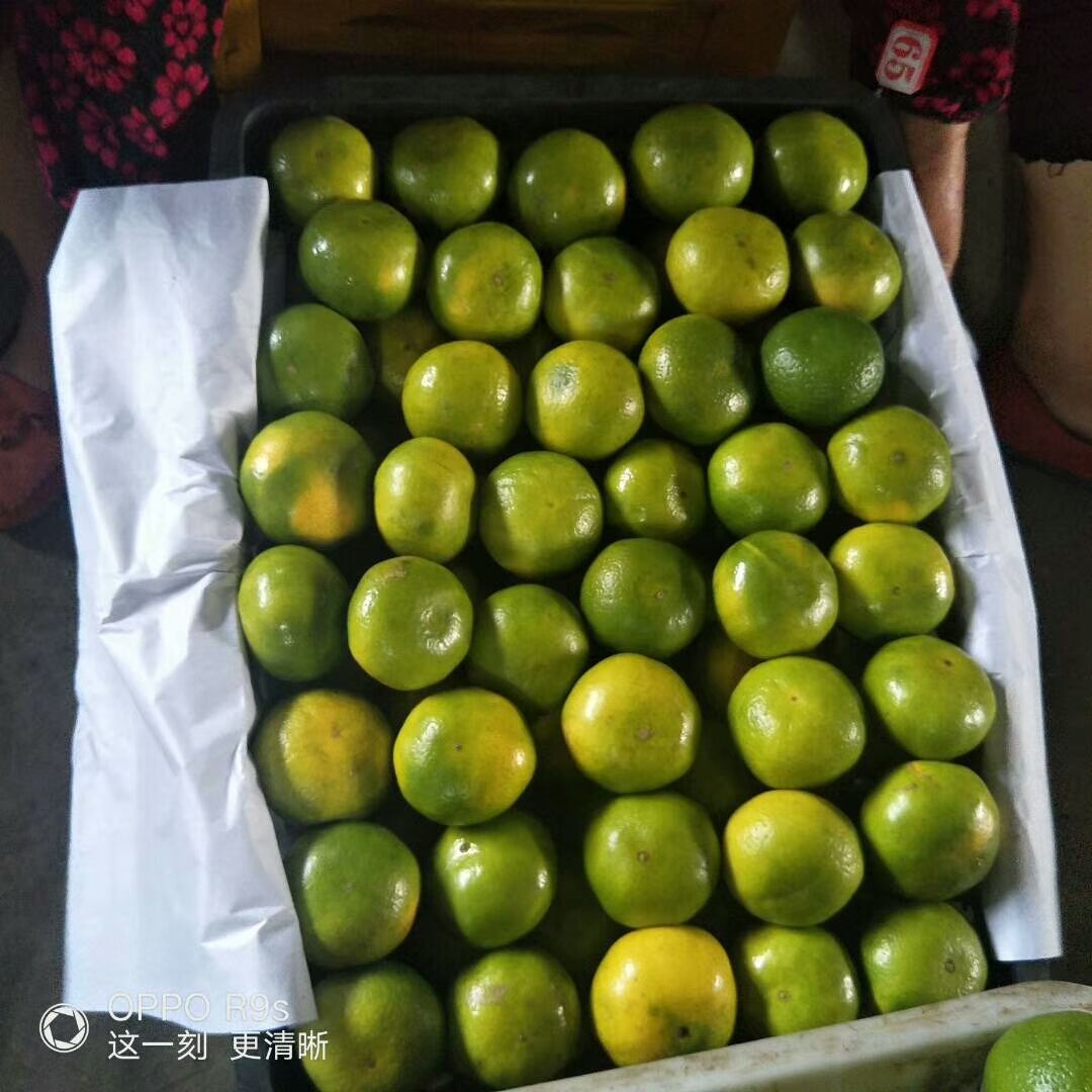 云南特早蜜桔，电商代发，一件代发，一手货源，价格便宜，