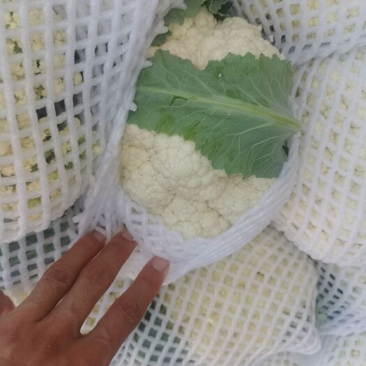 乐亭县白花菜花 松散 2~3斤 