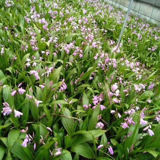 保山白及 紫花三叉  白芨苗