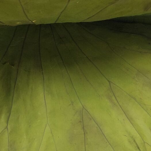 鱼台县药材  一二级货  各种尺寸切片荷叶从小尺寸到大尺寸有