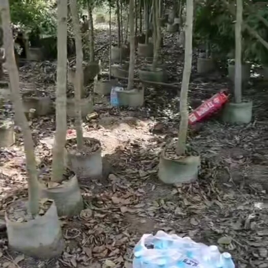化州市 沉香水桶杯，快速成林，成活力高。