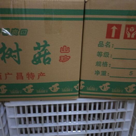 广昌县广昌4号茶树菇 10~12cm 未开伞 干茶树菇 