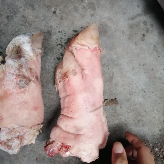 哈尔滨猪蹄 母猪毛蹄 需要的来