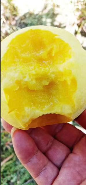 锦绣黄桃苗 湖南邵东发货 优质种苗