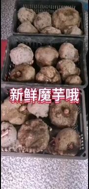 新晃县花魔芋  新鲜魔芋魔芋魔芋魔芋魔芋魔芋魔芋魔芋魔芋魔芋魔芋魔芋魔芋魔芋