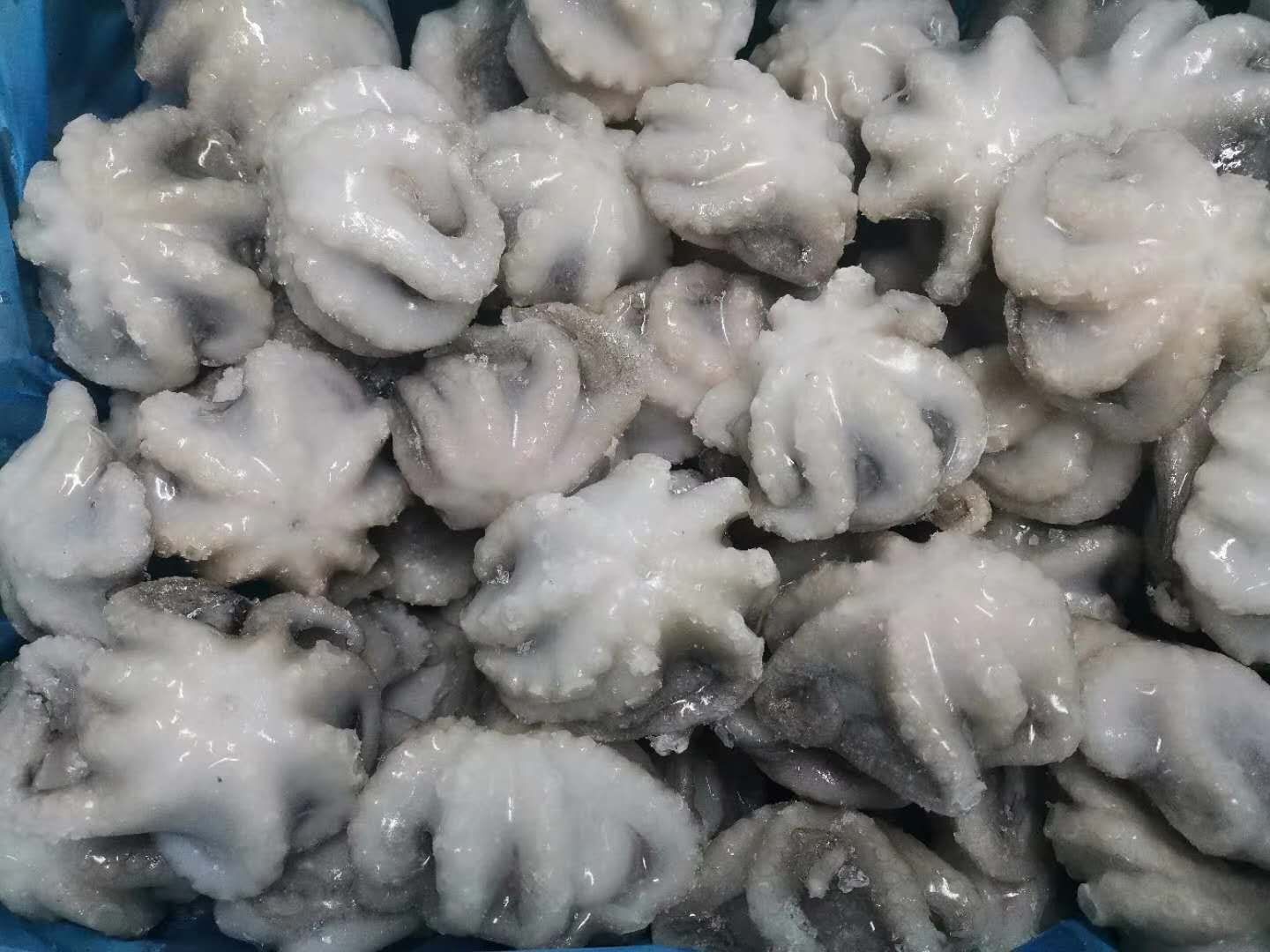 章鱼  速冻八爪鱼个头饱满