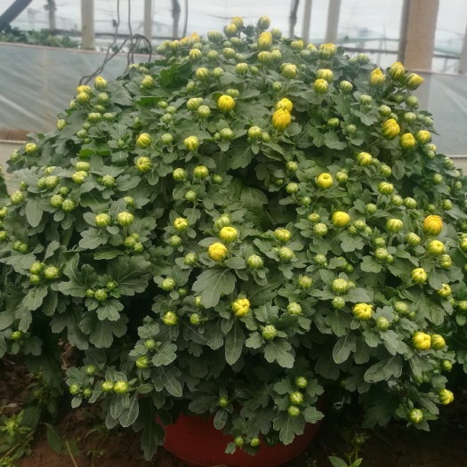 黄菊  千头菊-菊花-红色 黄色240号大盆
