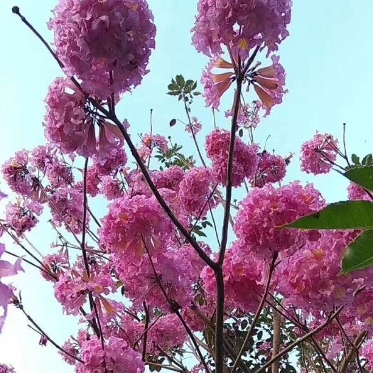 广州绣球紫花风铃木 落叶开花 春季开花