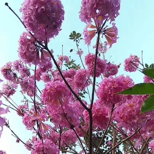 绣球紫花风铃木 落叶开花 春季开花