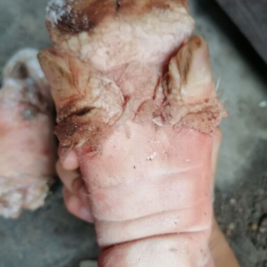 哈尔滨猪蹄  母猪毛蹄