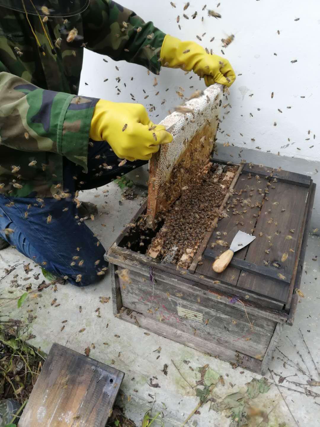 土蜂蜜 深山老刘纯生态乌桕蜜