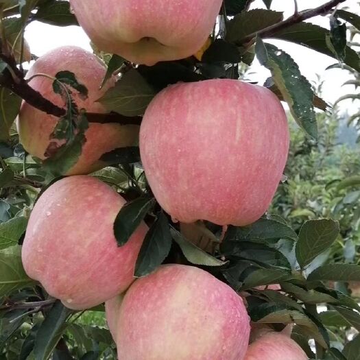 潍坊潍坊红星苹果，纸袋红星苹果大量上市，价格不高欢迎客户洽谈订购