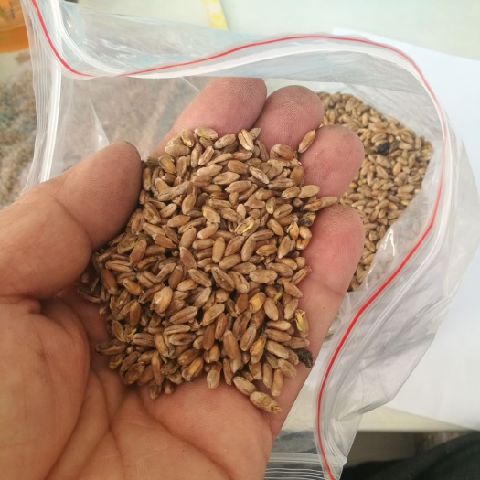 额尔古纳次小麦 小麦，芽麦