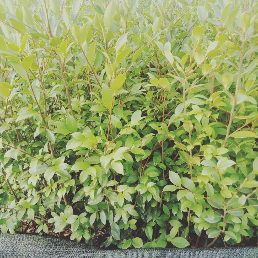 油茶苗 良优油茶嫁接苗