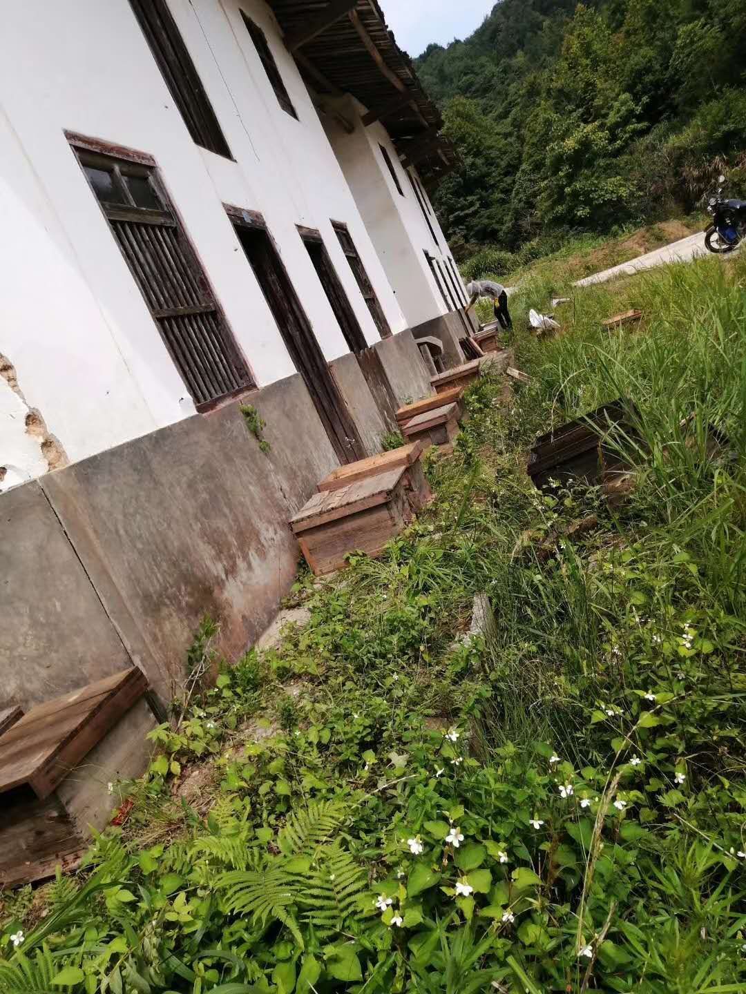 土蜂蜜 深山老刘纯生态乌桕蜜