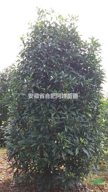肥西县中华石楠 2米一5米