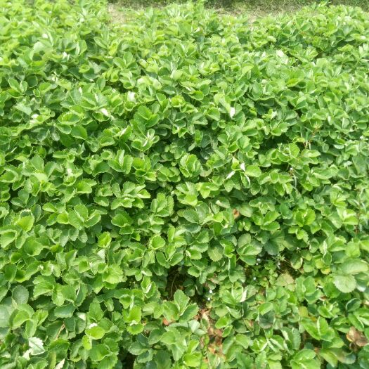 罗山县红颜草莓苗  红颜 法兰帝 天仙醉 草莓脱毒种苗