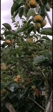  云南日本甜柿甜脆柿子
