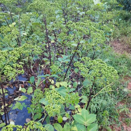 吴茱萸苗  ，江西中花，枝条，自家种树培育