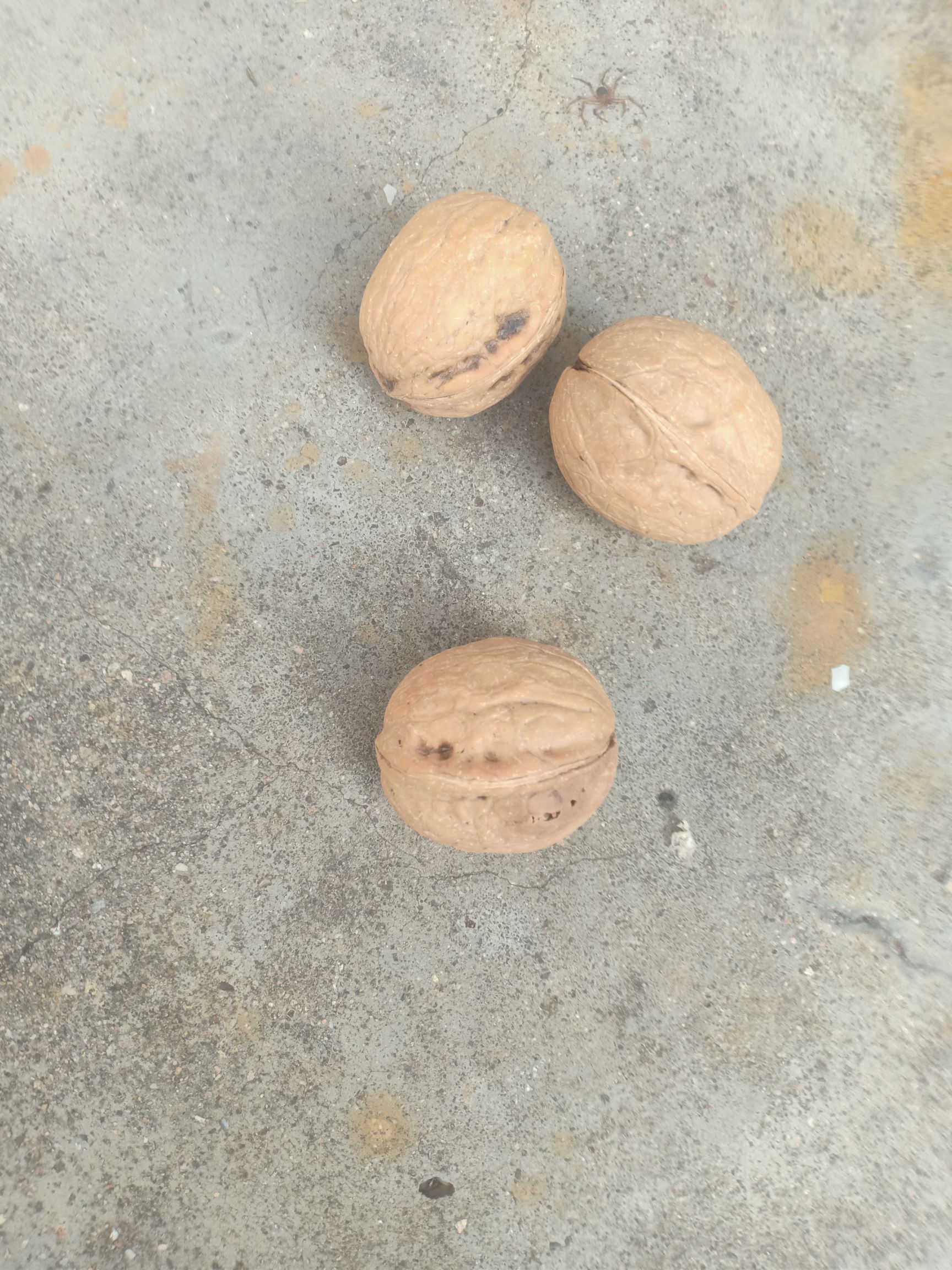 薄皮核桃 30mm以上 袋装 6-12个月