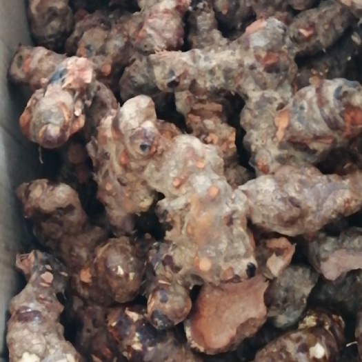 红心土茯苓