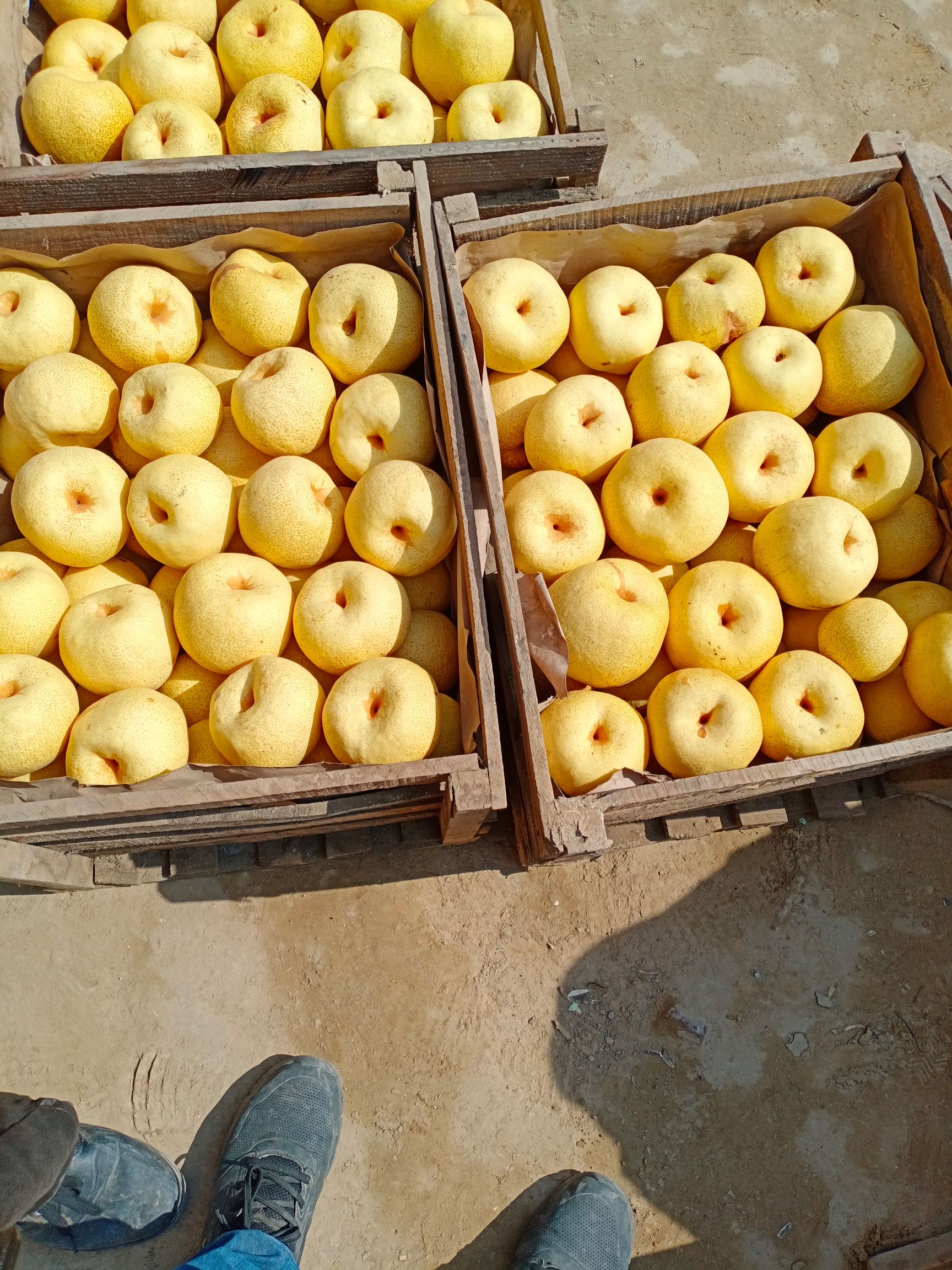 酥梨  老白姓生态园种植基地，一手货源，，品质好，价格低。