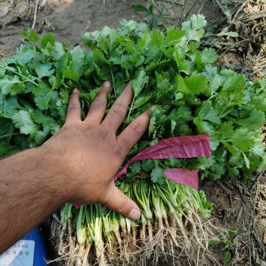 石嘴山大叶香菜 颗粗叶肥