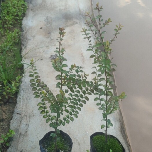 广州小叶紫檀盆栽  小叶紫檀 名贵苗木正宗小叶紫檀树苗珍贵植物庭院绿化户外盆栽