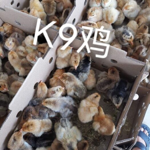 南宁K9鸡苗 公 