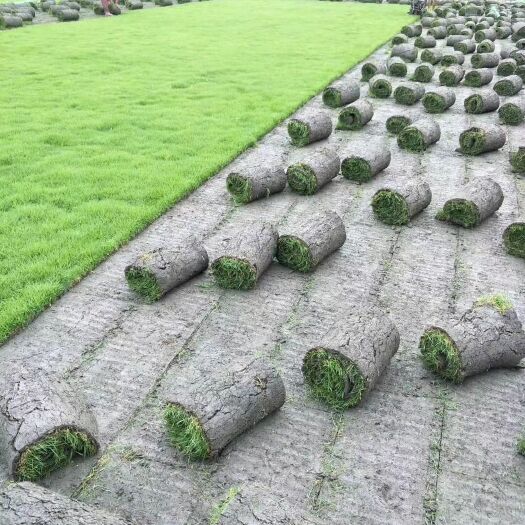 青神县草  常年出售二号，马尼拉，百慕大，混波等绿化草坪草籽