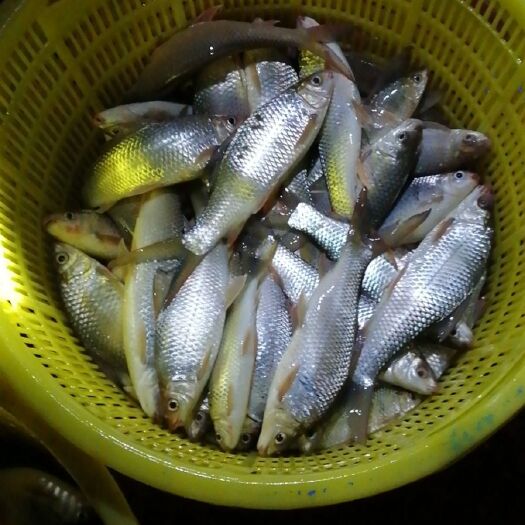 土白鲮鱼
