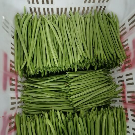 保山白条豆角 品质行天下