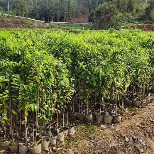 化州市沉香黄泥大杯大量上市，欢迎订购。