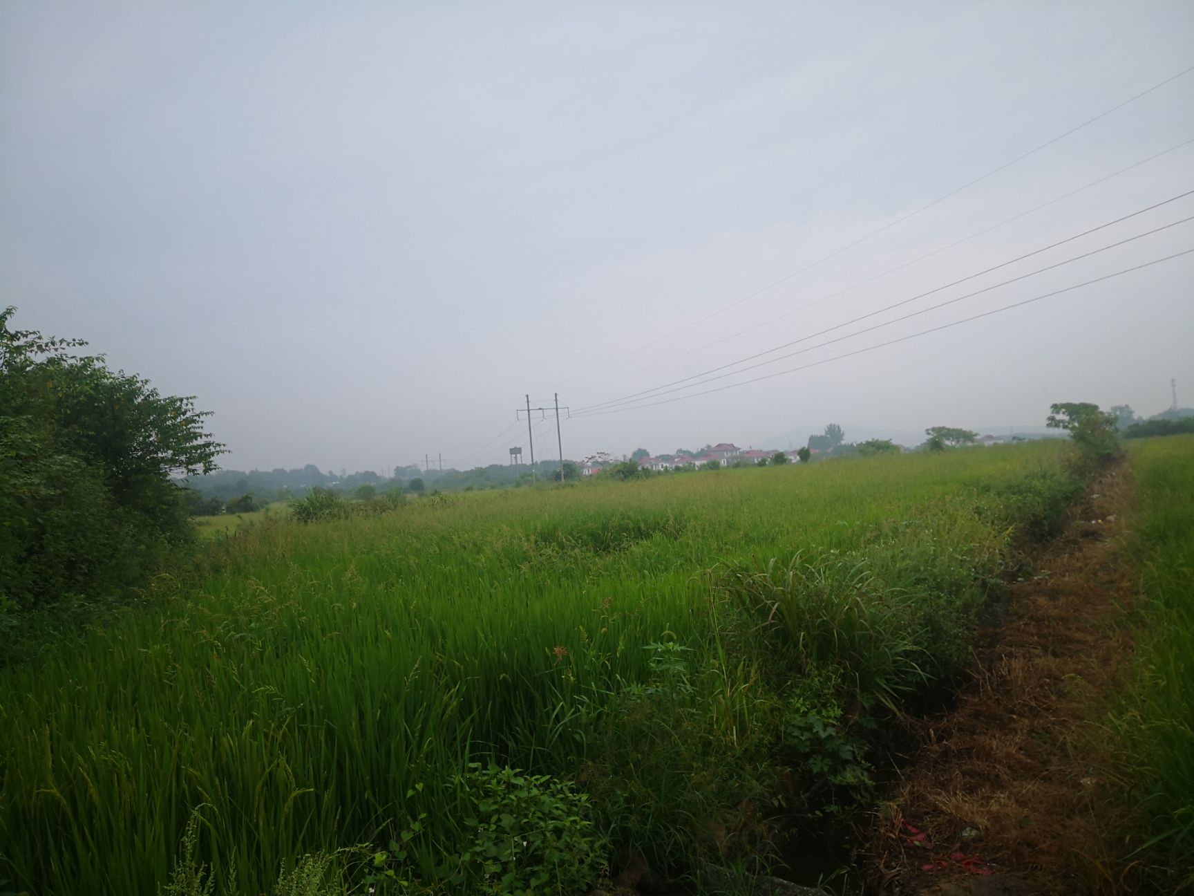  水田出租，土地出租500亩连片