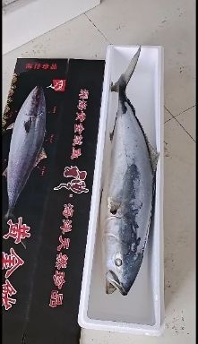 黄金鲅鱼，鲜活速冻，肉质细腻鲜美，没有乱刺